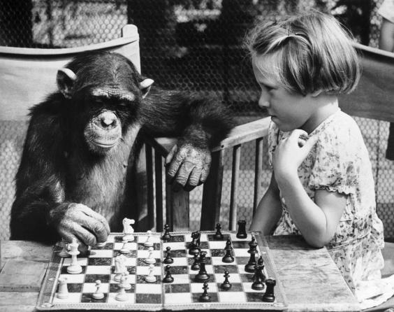 دراسة: ذكاء الشمبانزي يساوي القدرة الذهنية لطفل في سن الرابعة