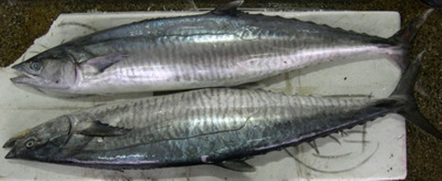 بعد غدٍ الثلاثاء :بدء سريان حظر صيد أسماك الكنعد في سواحل السلطنة