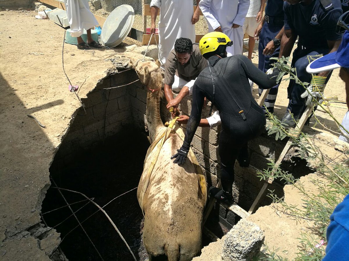 Camel saved from sewage pit