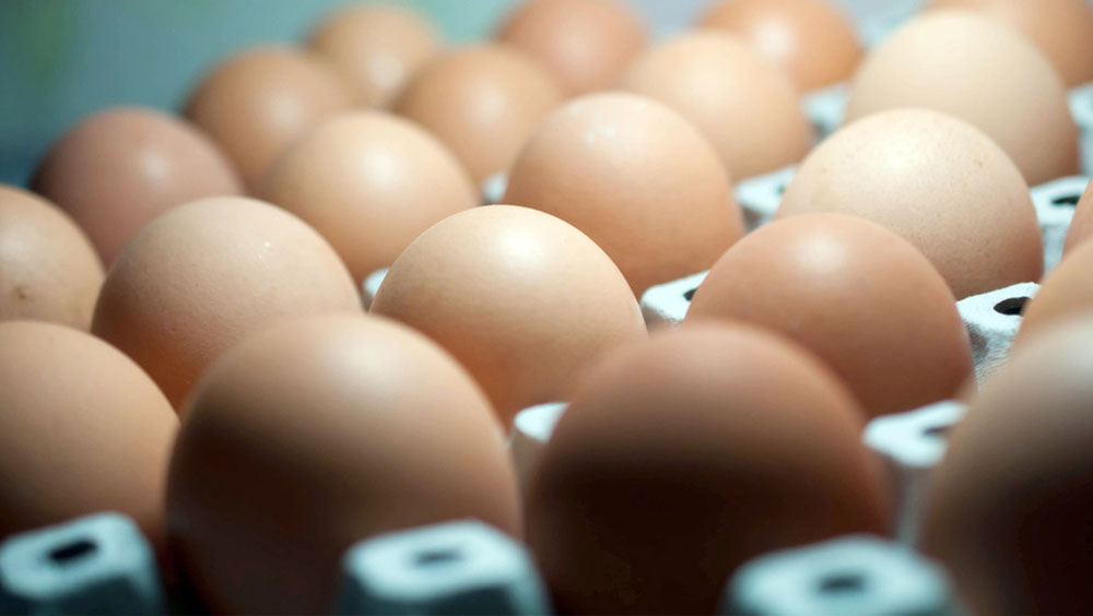 No new permits in Oman for European eggs over insecticide scare