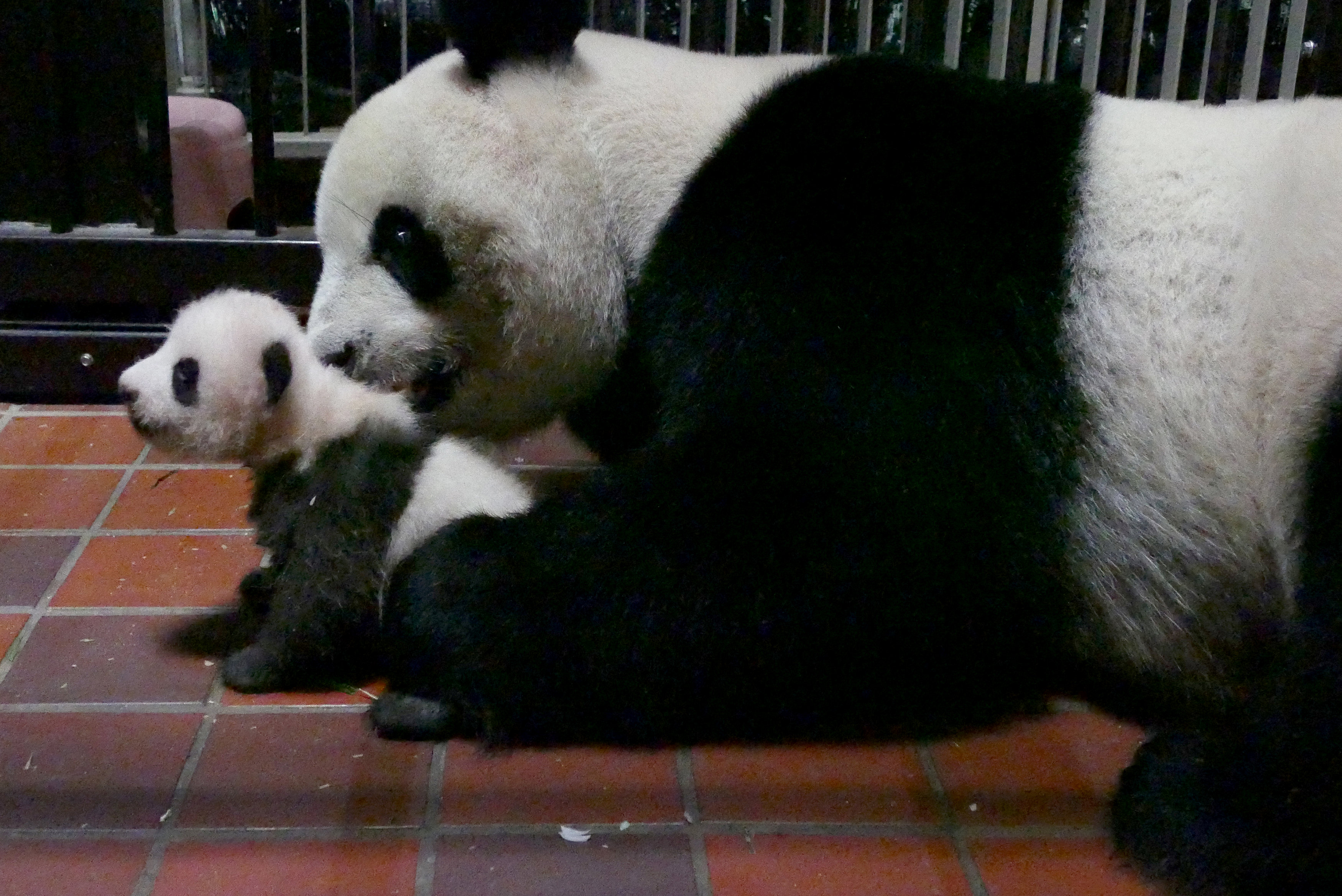Rare panda cub in 'great health', says Tokyo zoo