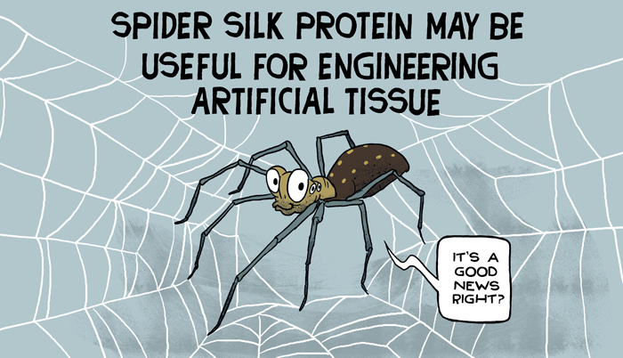 Spider silk protein may be useful for engineering artificial tissue