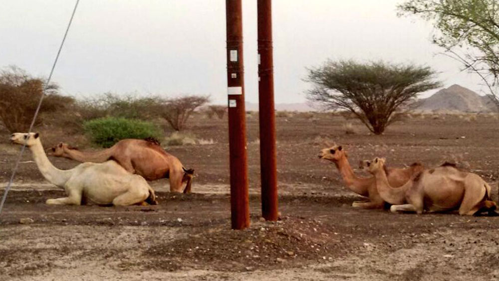 Jaywalking camels rounded up in Oman