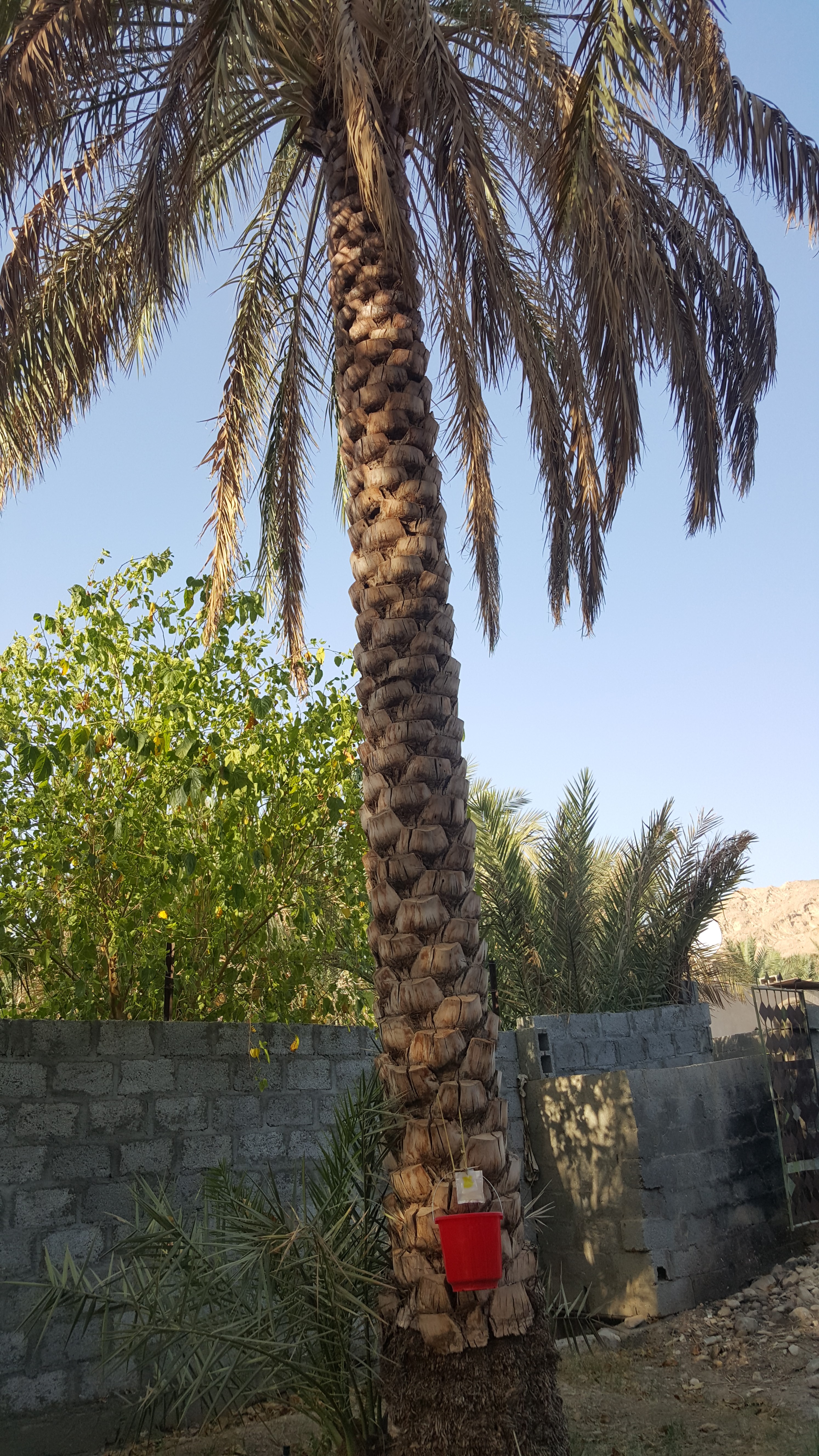 مصائد لحشرة النخيل السوسة الحمراء مزارع السنينة