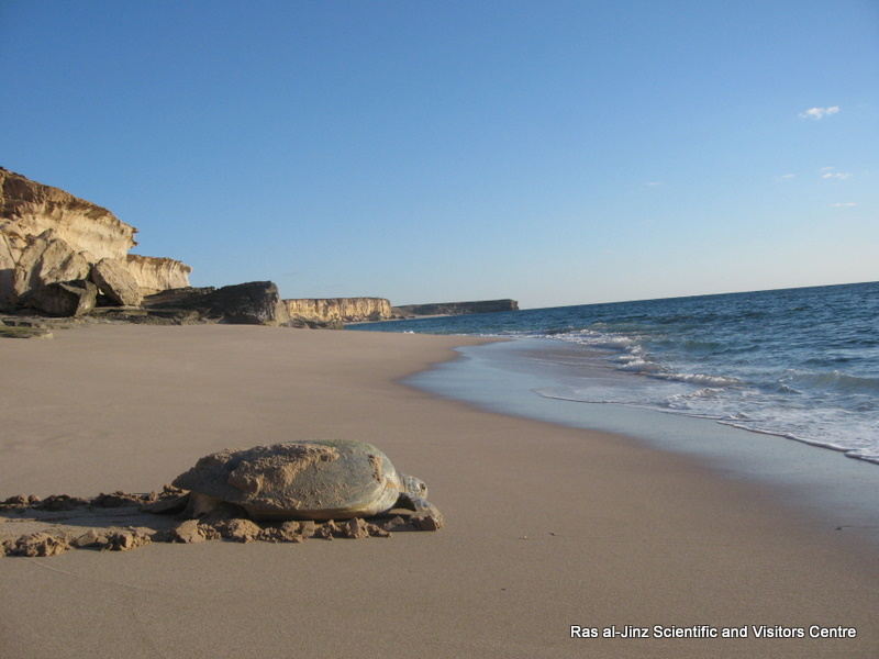 Oman announces new initiative for protection of sea turtles in nature reserve