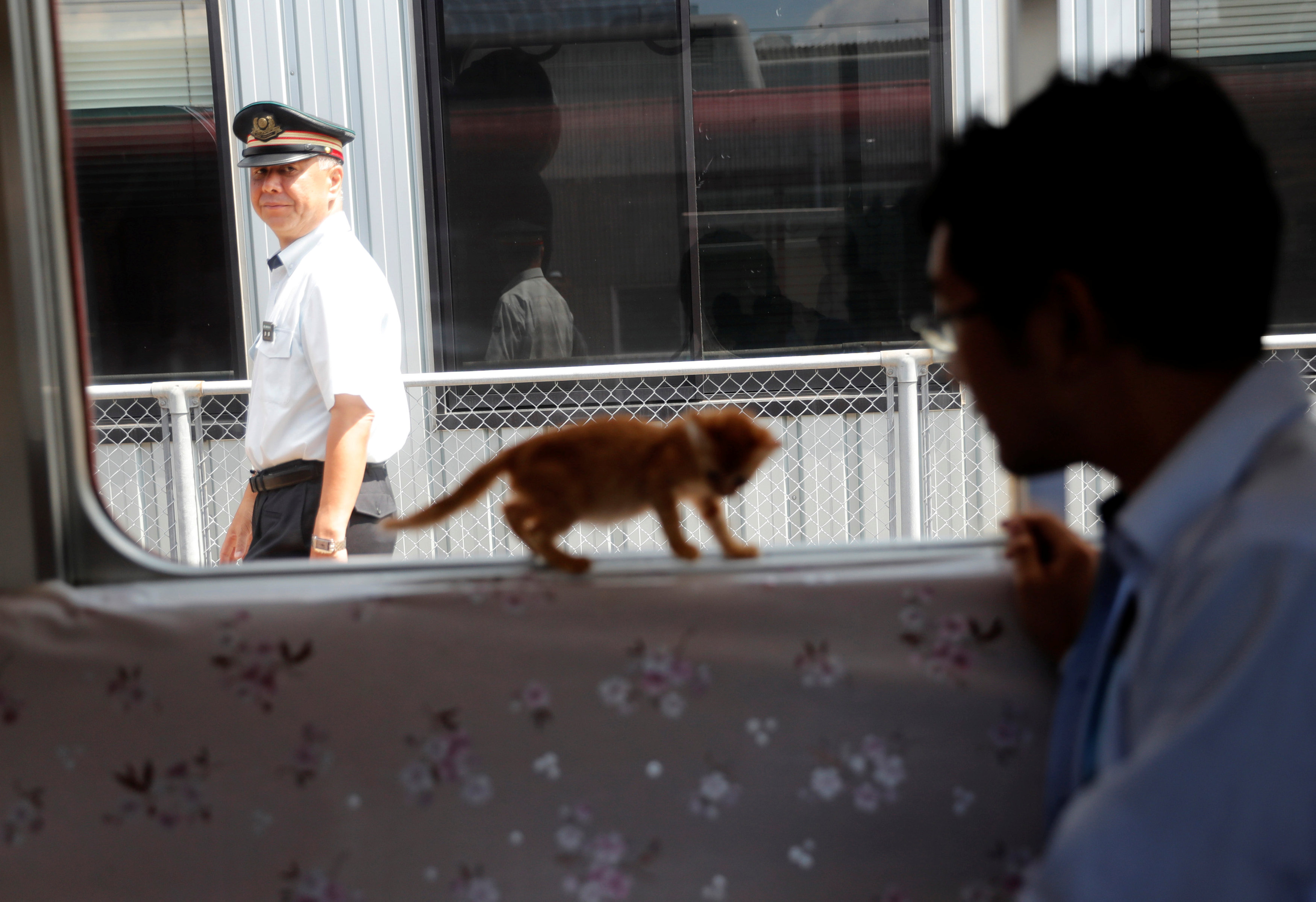 In pictures: Cats on a train in Japan
