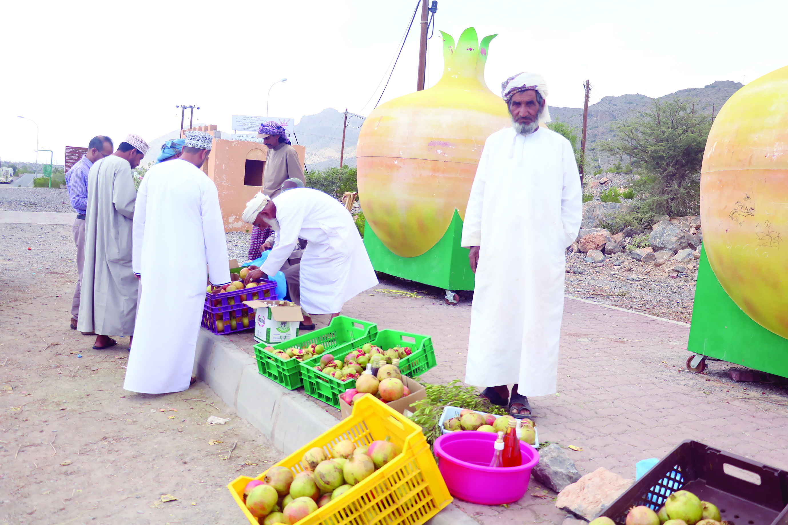 في موسم حصادها..

اللآلئ الحمراء تزيّن الجبل الأخضر