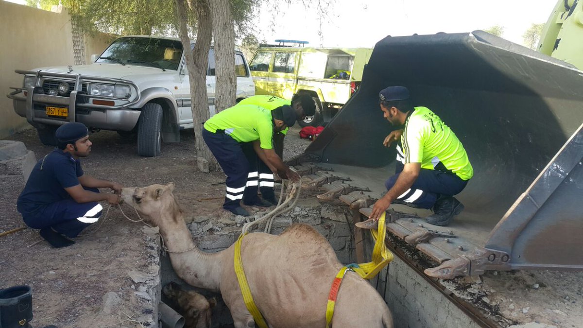 Civil Defence crew rescue camels stuck in sewage pit