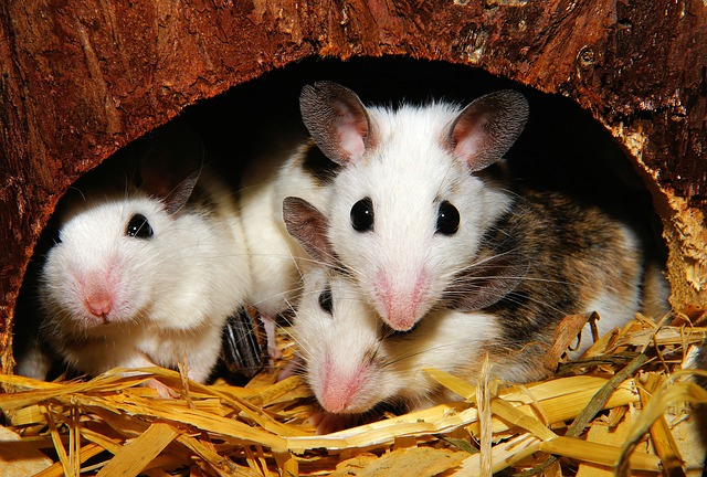 في واقعة غريبة: فئران تلتهم فتاة معاقة