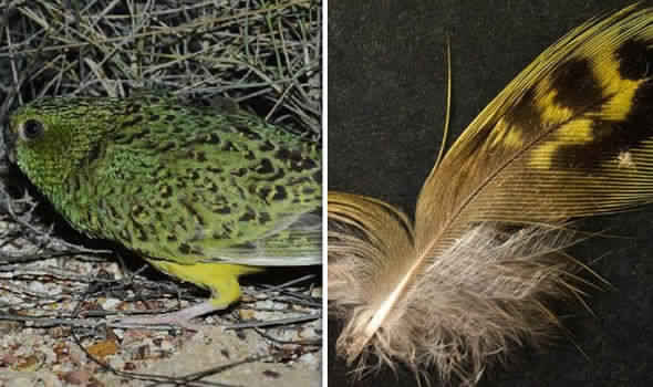 العثور على أندر طائر في العالم بعد انقراضه منذ 100 عام