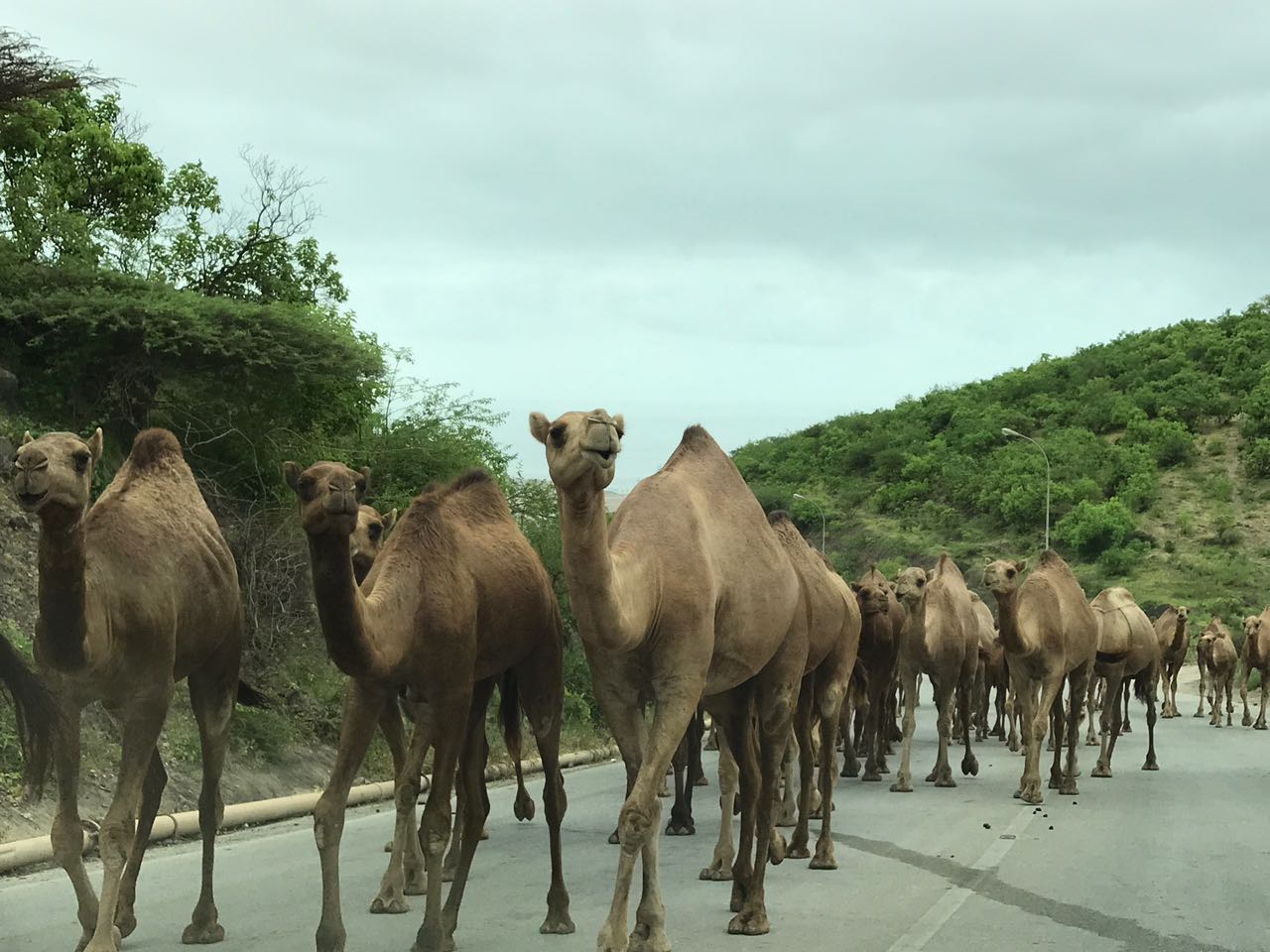 بالفيديو.. أين تذهب إبل ظفار في الخريف؟.. تعرف على قصتها