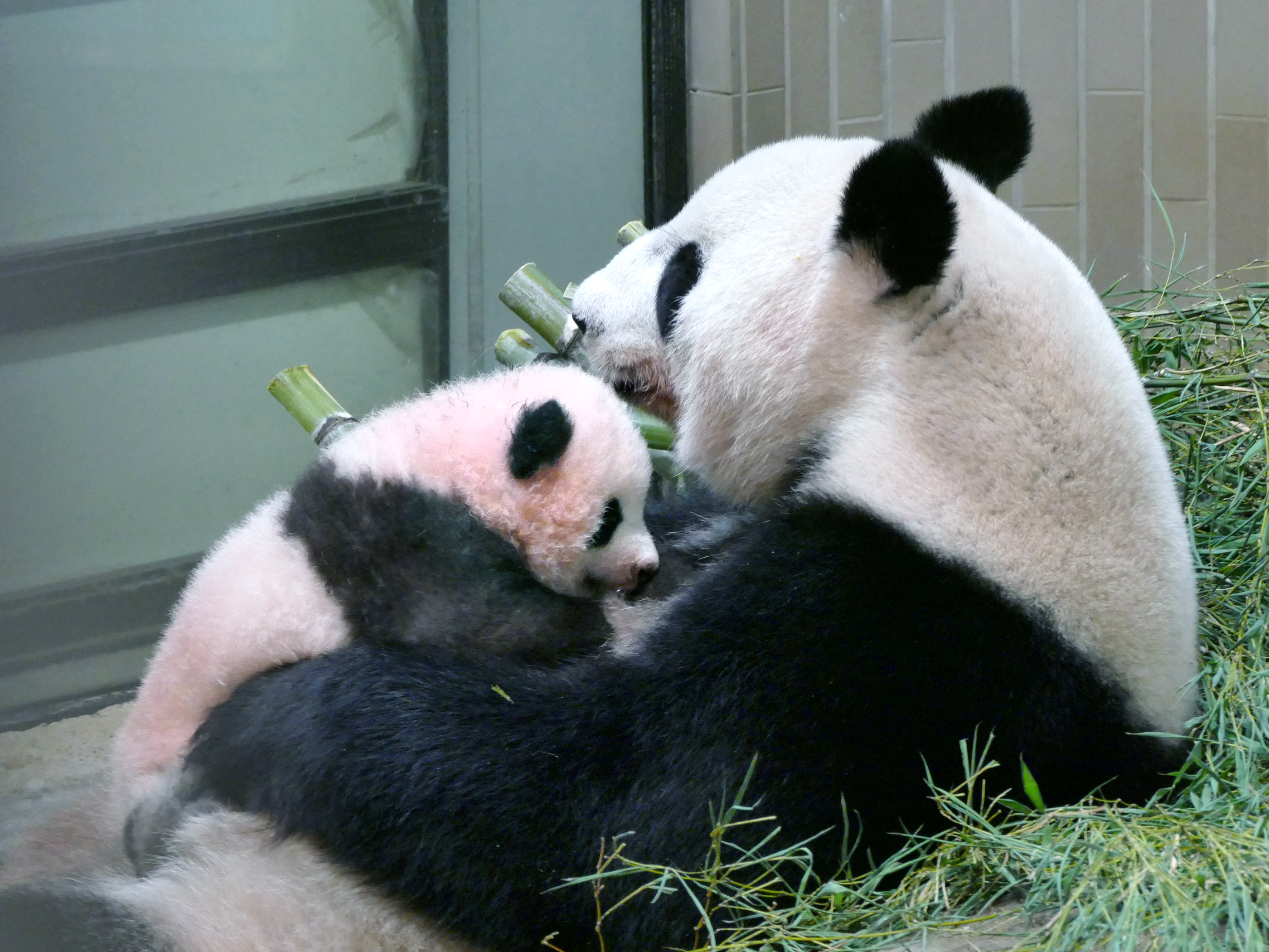 Tokyo governor unveils name of baby panda