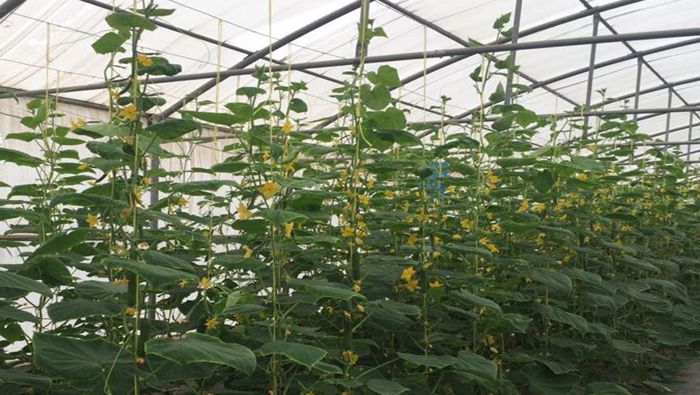 Sultan Qaboos University students successfully grow crops using vertical farming