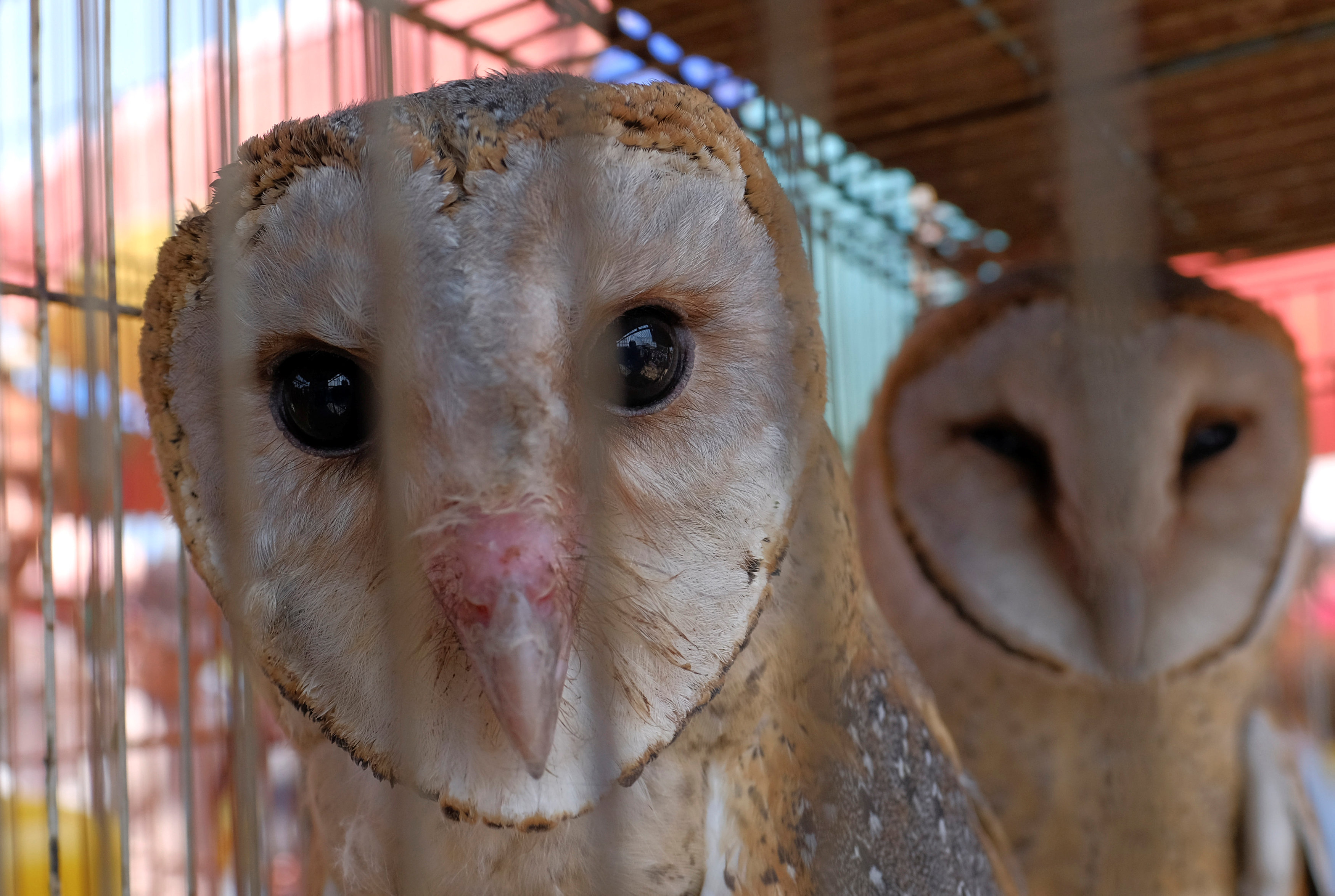 Indonesian village gives owls their jobs back