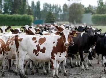 نيوزلاندا: إتلاف 4 آلاف رأس من الأبقار مصابة بـ "المفطورة البقرية"