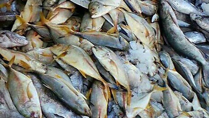 Rotten fish destroyed in Oman
