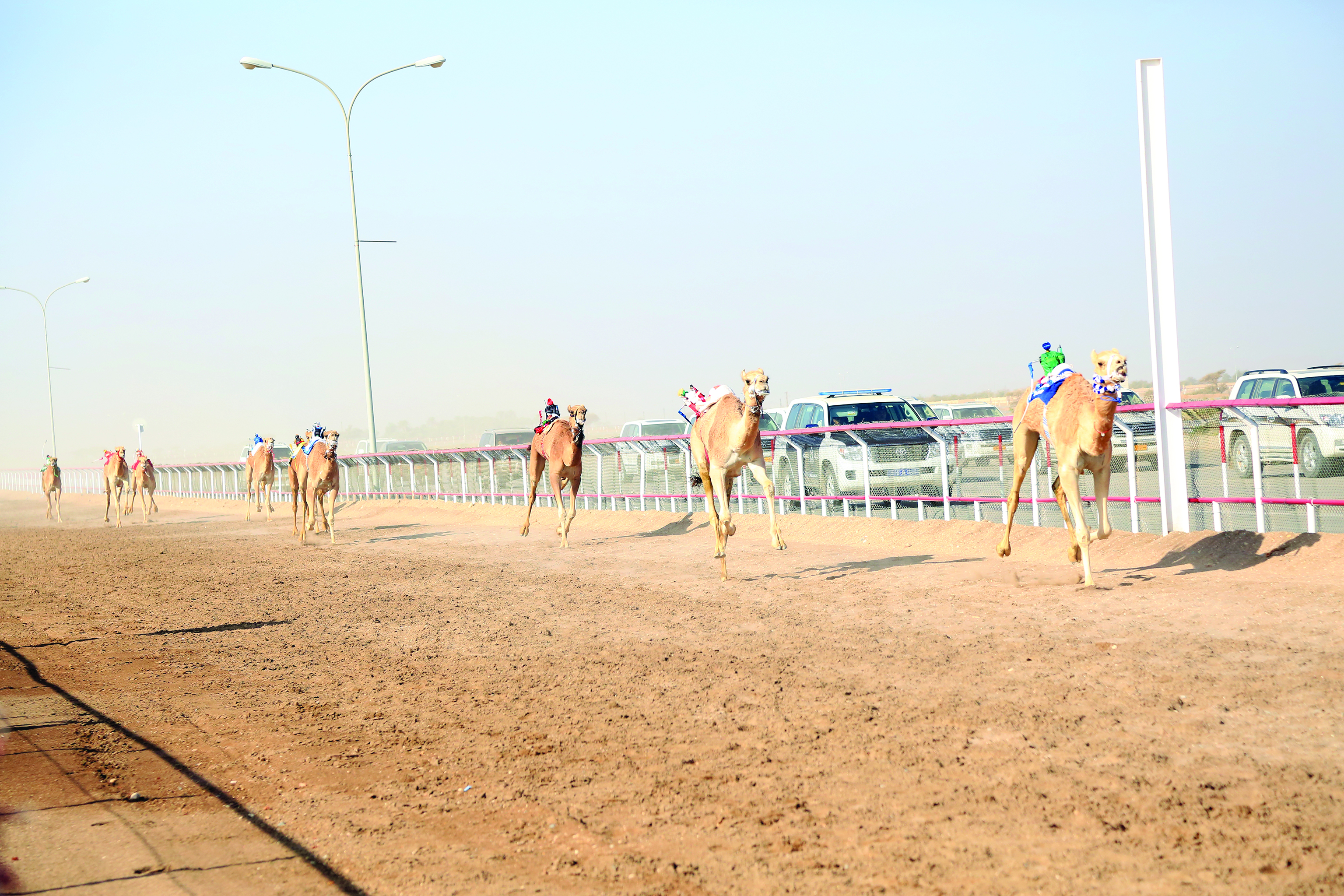 اليوم.. انطلاق مهرجان سباقات الهجن على ميدان البشائر