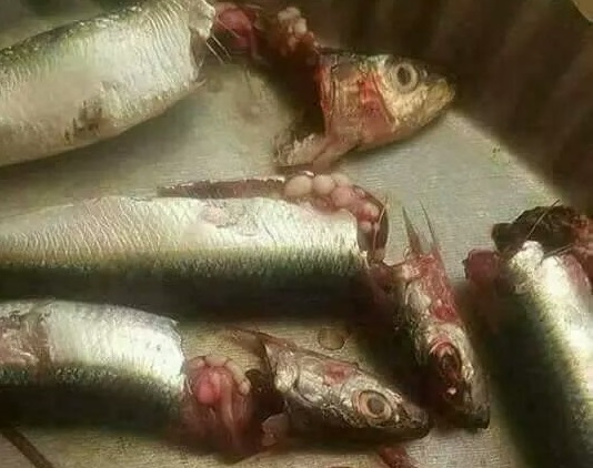 حقيقة ما تم تداوله حول طفيليات "أحشاء السردين"