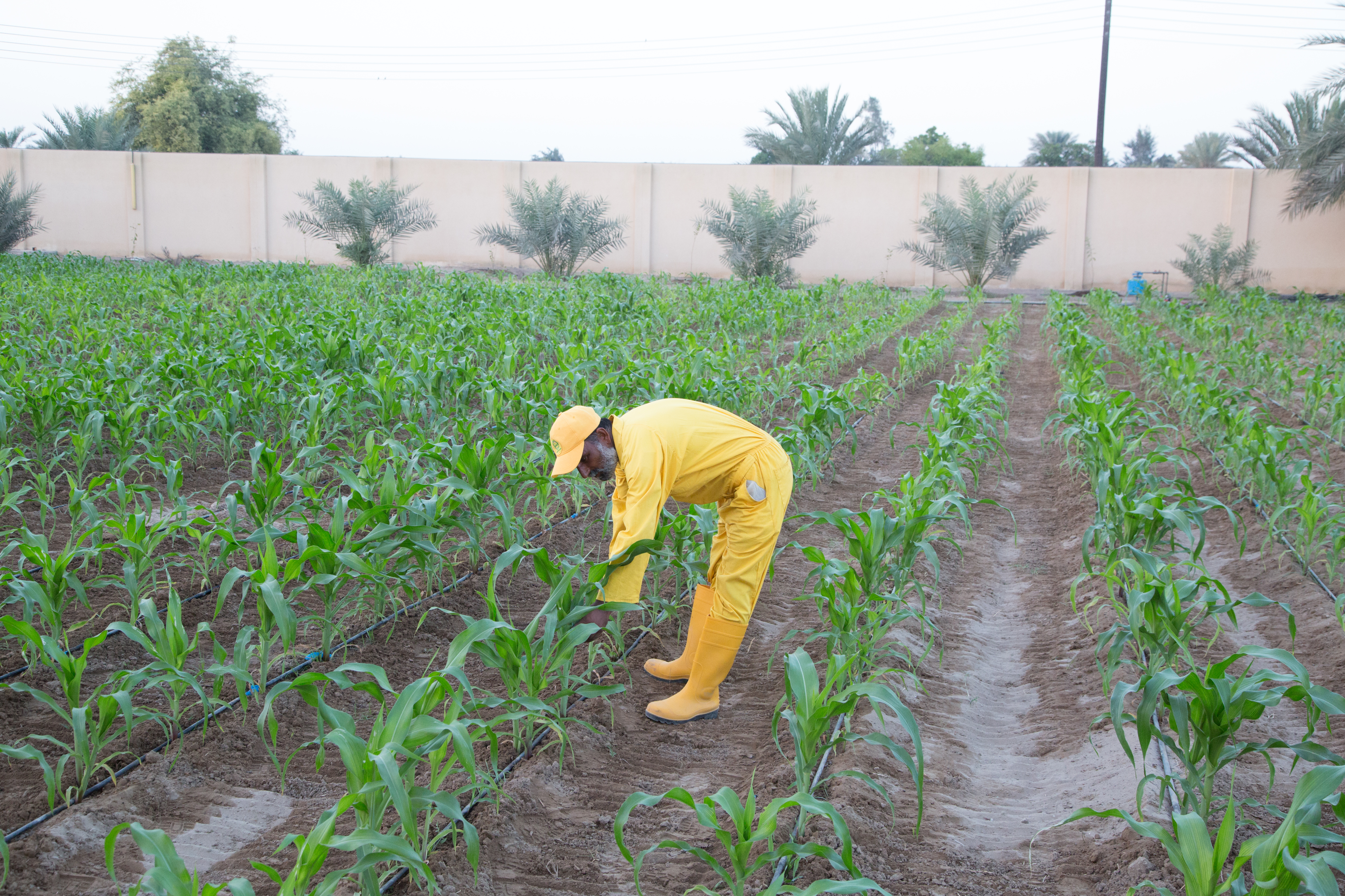 Pairidaeza Farm, Oman’s first certified organic farming land