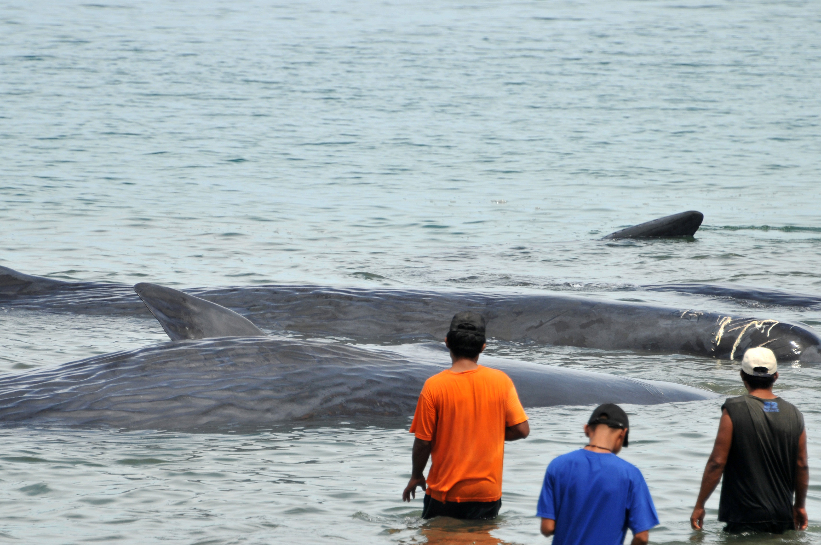 In pictures: Sperm whales beached on northern tip of Sumatra in Indonesia