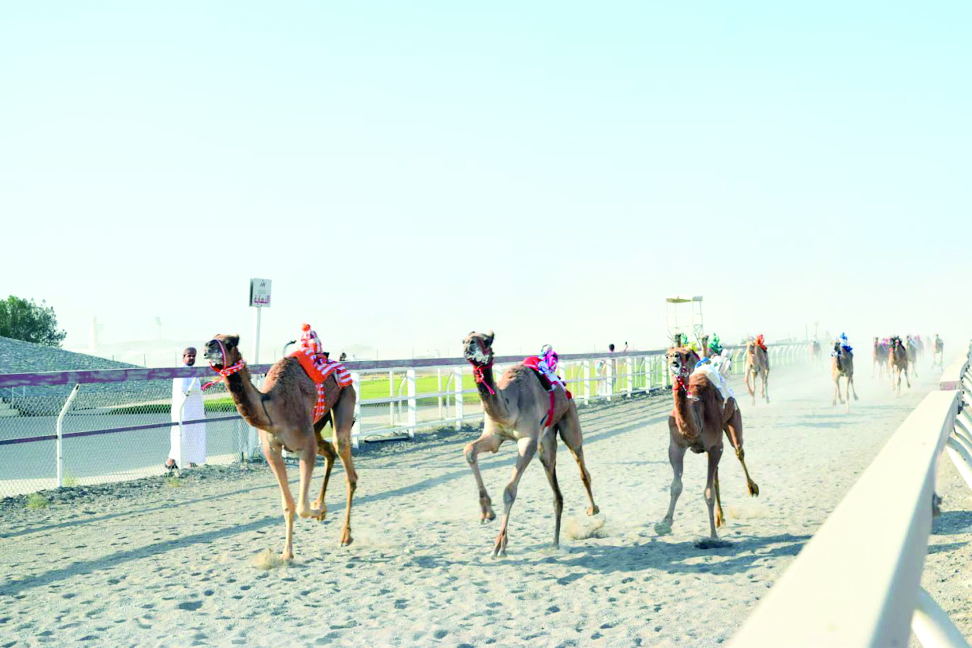 بمشاركة واسعة من ملَّاك الهجن«ميدان صحار» يحتضن مهرجان «الهجن الأهلية»