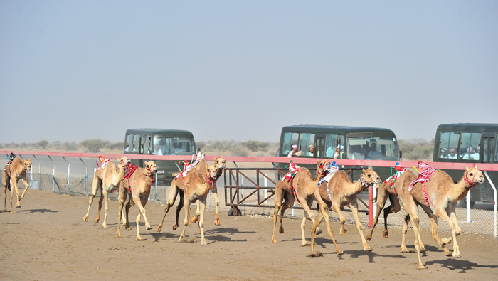 Camel race organised in Barka to mark 47th National Day