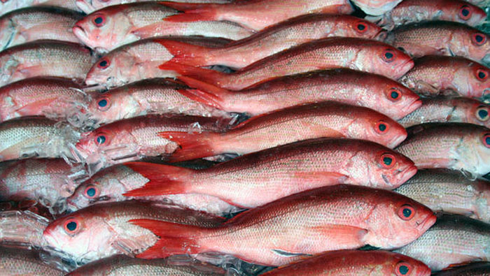 Oman's fish exports gained 15 per cent in 2016
