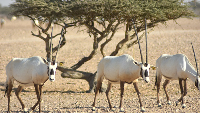 Here is your chance to see Arabian Oryx in the wild