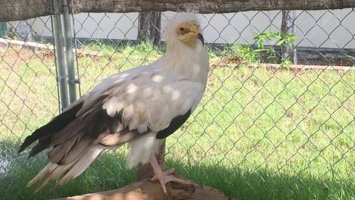 Three rescued Egyptian vultures brought to Oman