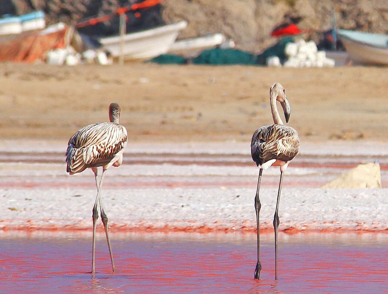 Oman's best kept secret — the pink lake
