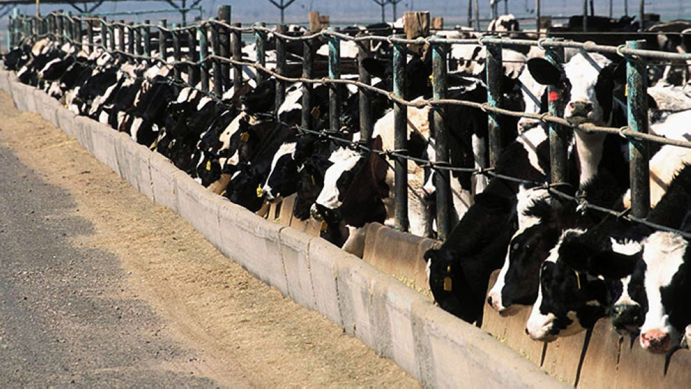 Plan for integrated dairy farm to meet 90 per cent of Oman's needs