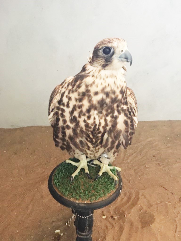 Three arrested for illegal hunting in Oman