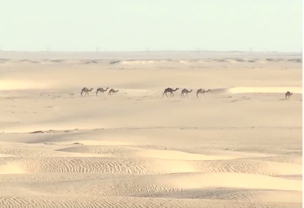 بالفيديو.. تربية الإبل جزء لا يتجزء من تفاصيل حياة أهل البادية
