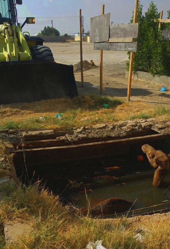 Not-so-Happy Hump Day: Camel falls into sewage pit in Ibri