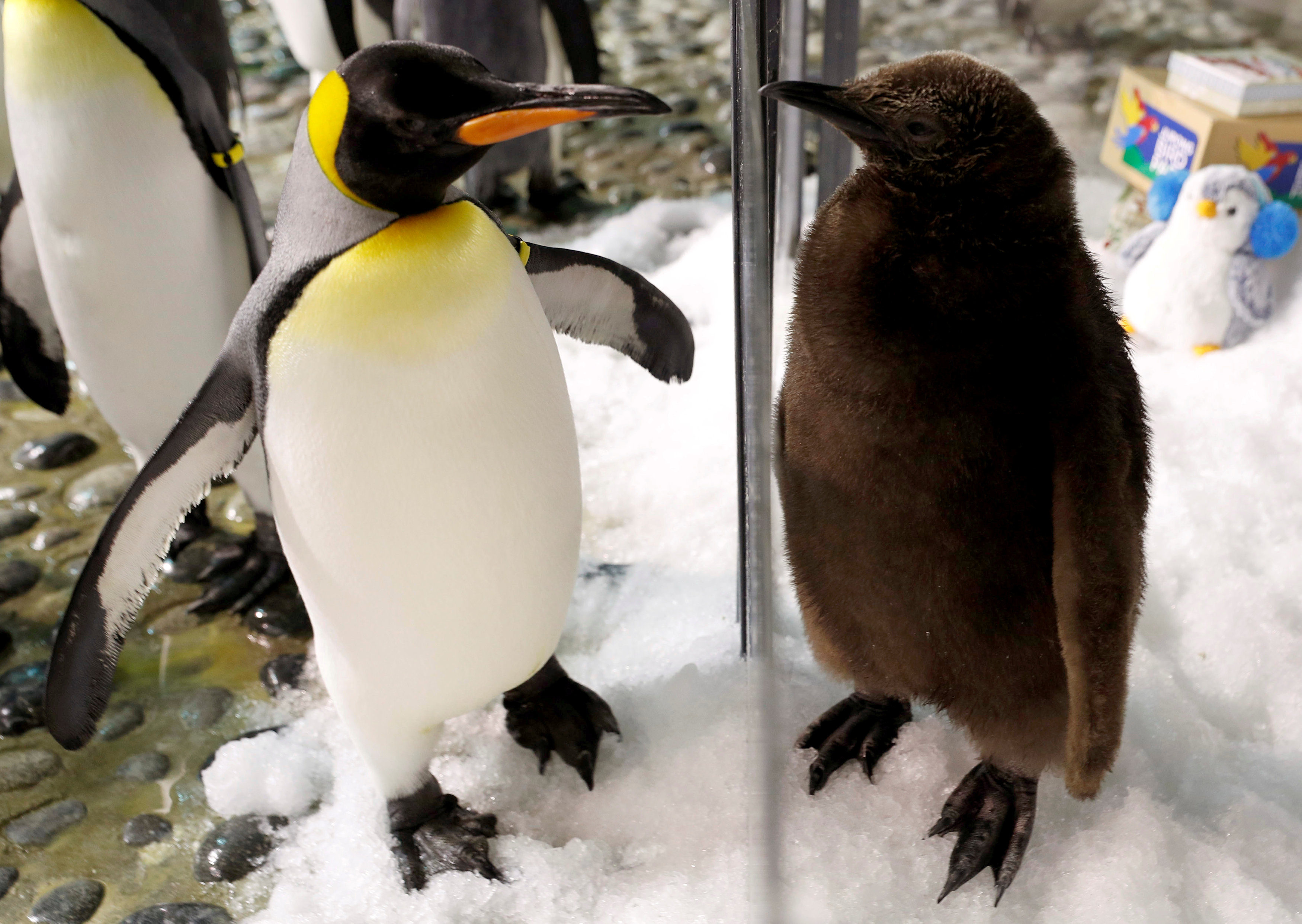 Baby penguin 'Maru' takes first public waddle in Singapore
