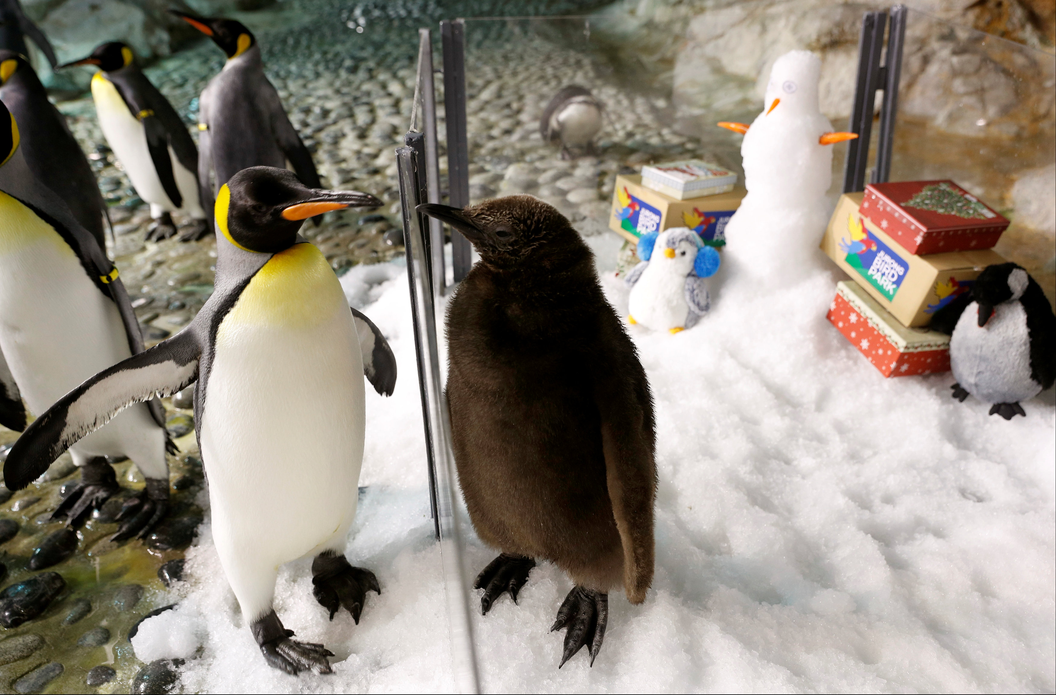 In pictures: Baby penguin 'Maru' in Singapore