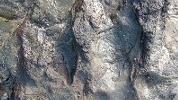 Vandals damage 115-million-year-old dinosaur footprint in Australia