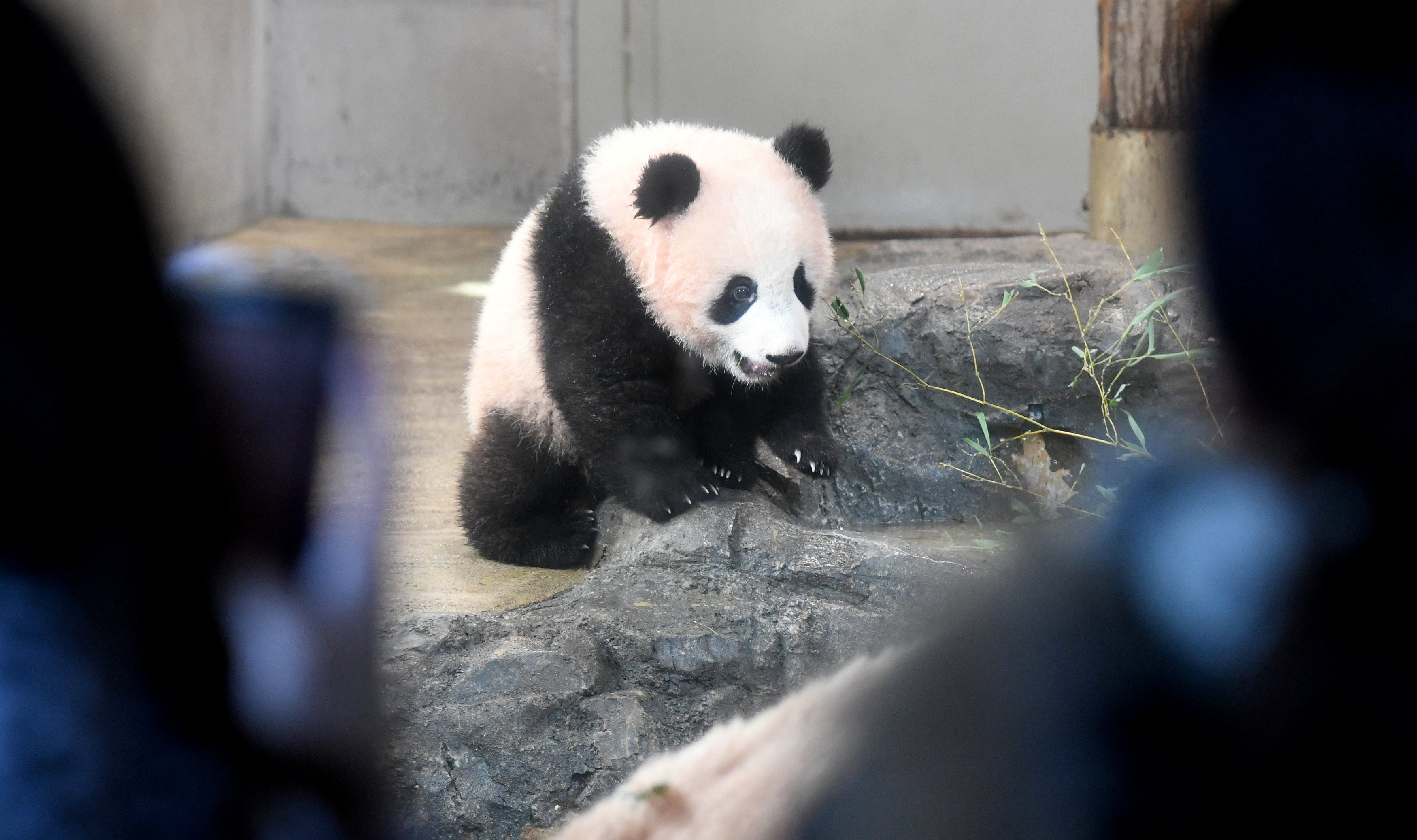 Chinese firm turns panda poop into toilet paper, napkins