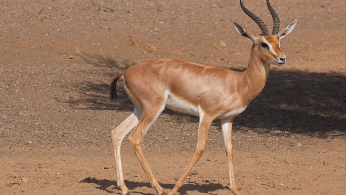 Al Saleel National Park is habitat for Arabian deer with unique biodiversity