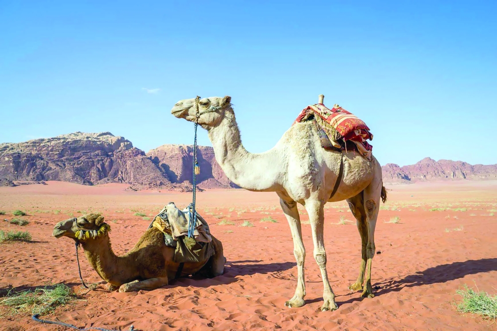 علوم الإبل.. فوائدها وأسرارها
