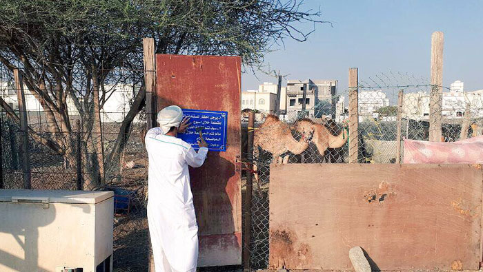Illegal camel pens and compounds seized in Oman