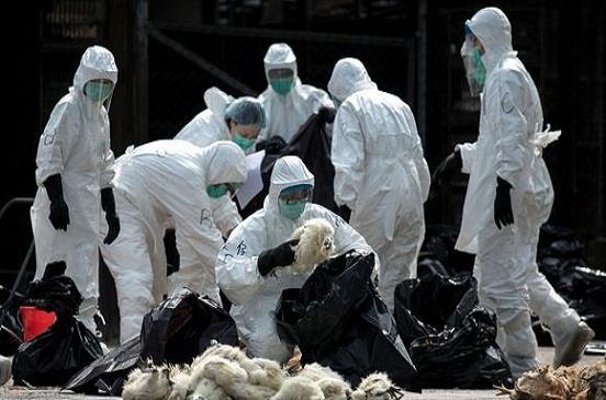 اليابان.. إعدام 92 ألف دجاجة بسبب انفلونزا الطيور