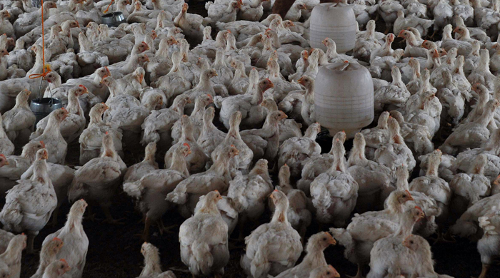 India reports highly pathogenic H5N8 bird flu in Karnataka