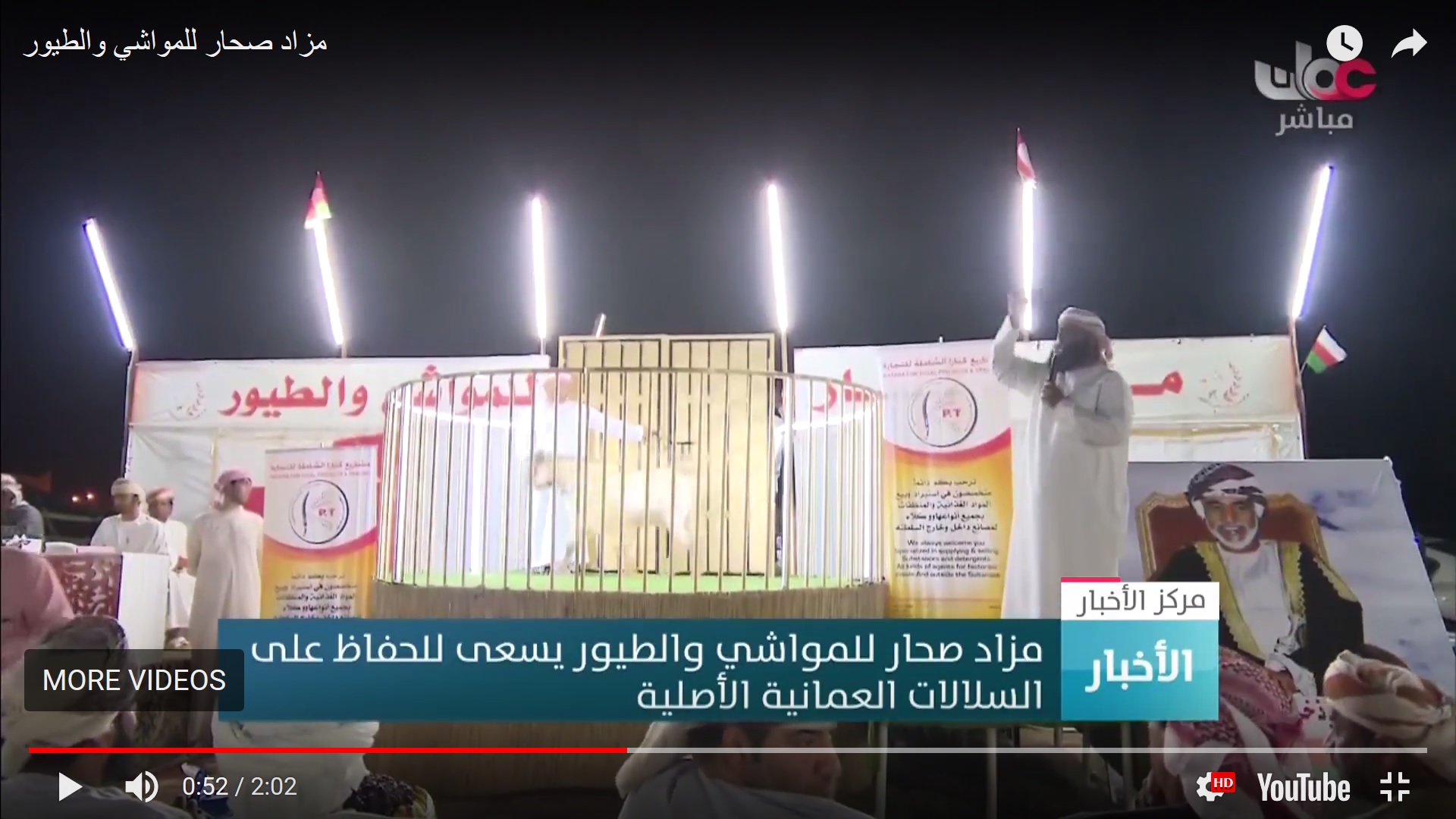 بالفيديو.. مزاد صحار للمواشي والطيور يسعى للحفاظ على السلالات العمانية الأصيلة
