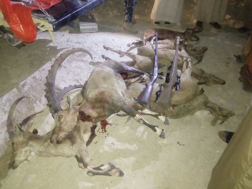 القبض على ثلاثة أشخاص اصطادوا سبعة من الوعل العربي