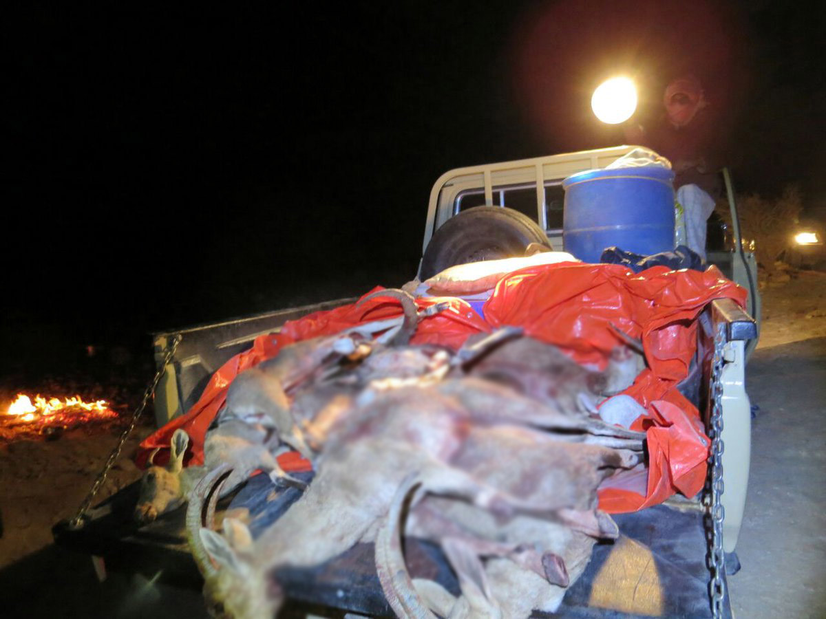 Three arrested for poaching in Oman