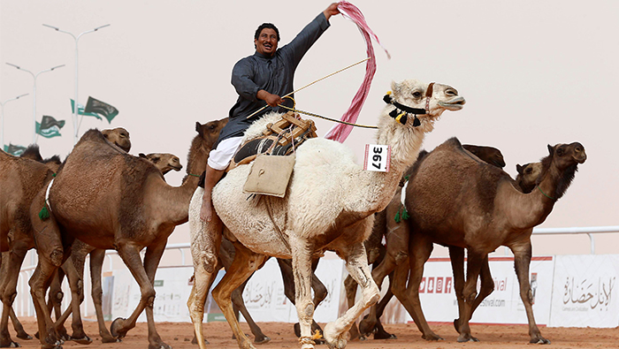 No botox-use found at Oman's annual camel beauty pageant