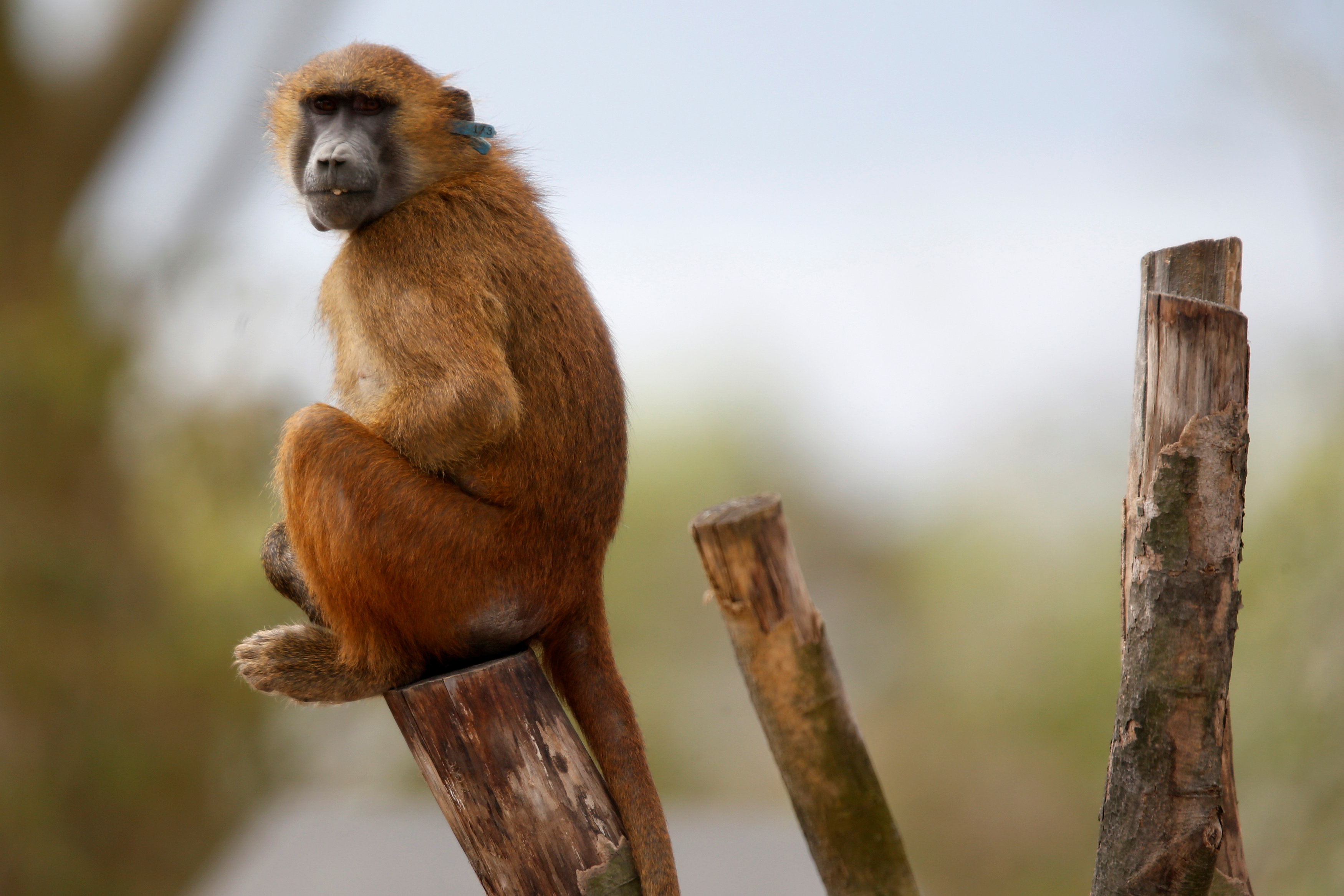 Baboons return to enclosure in Paris zoo