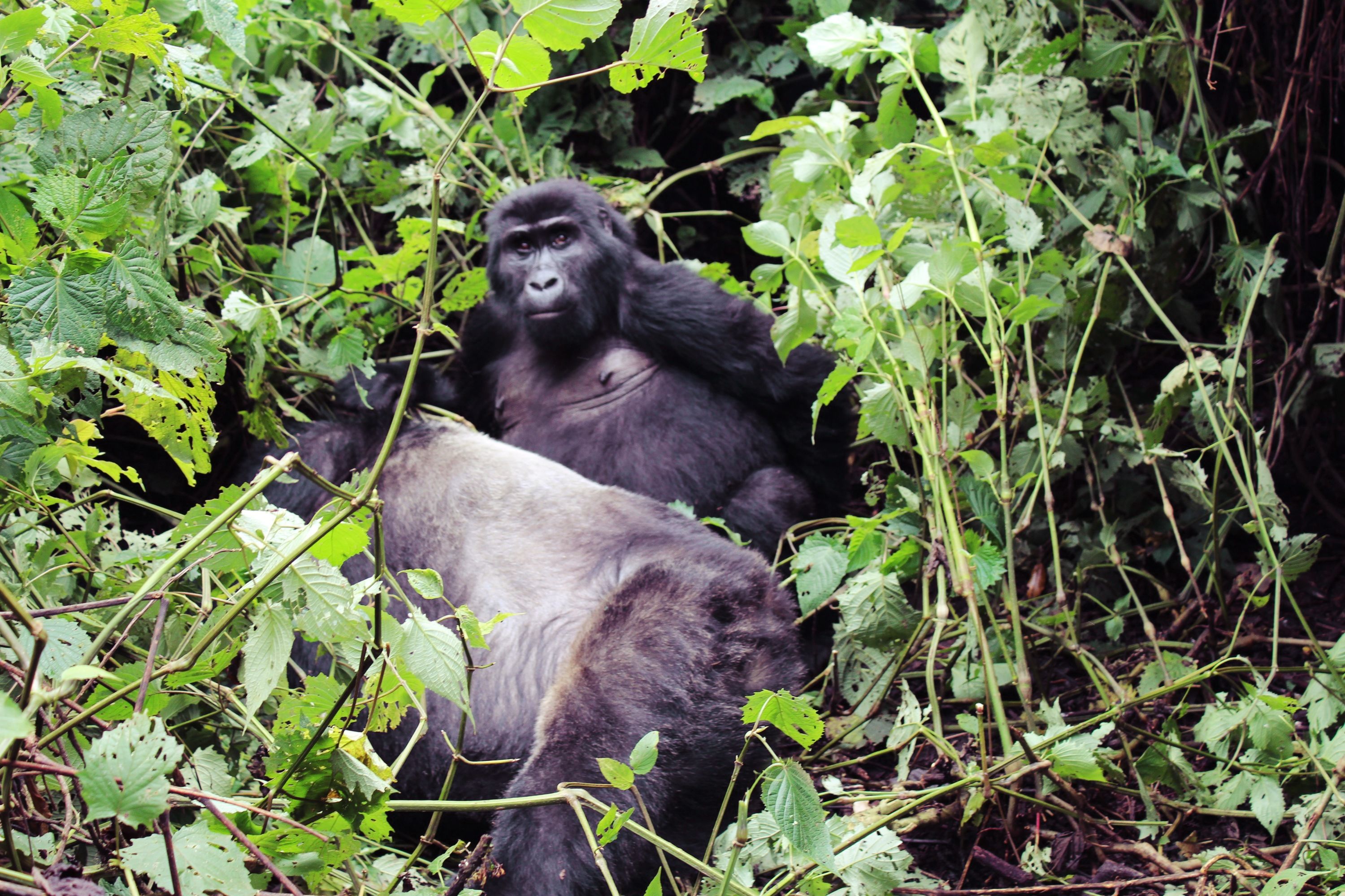 Gorilla trekking in East Africa