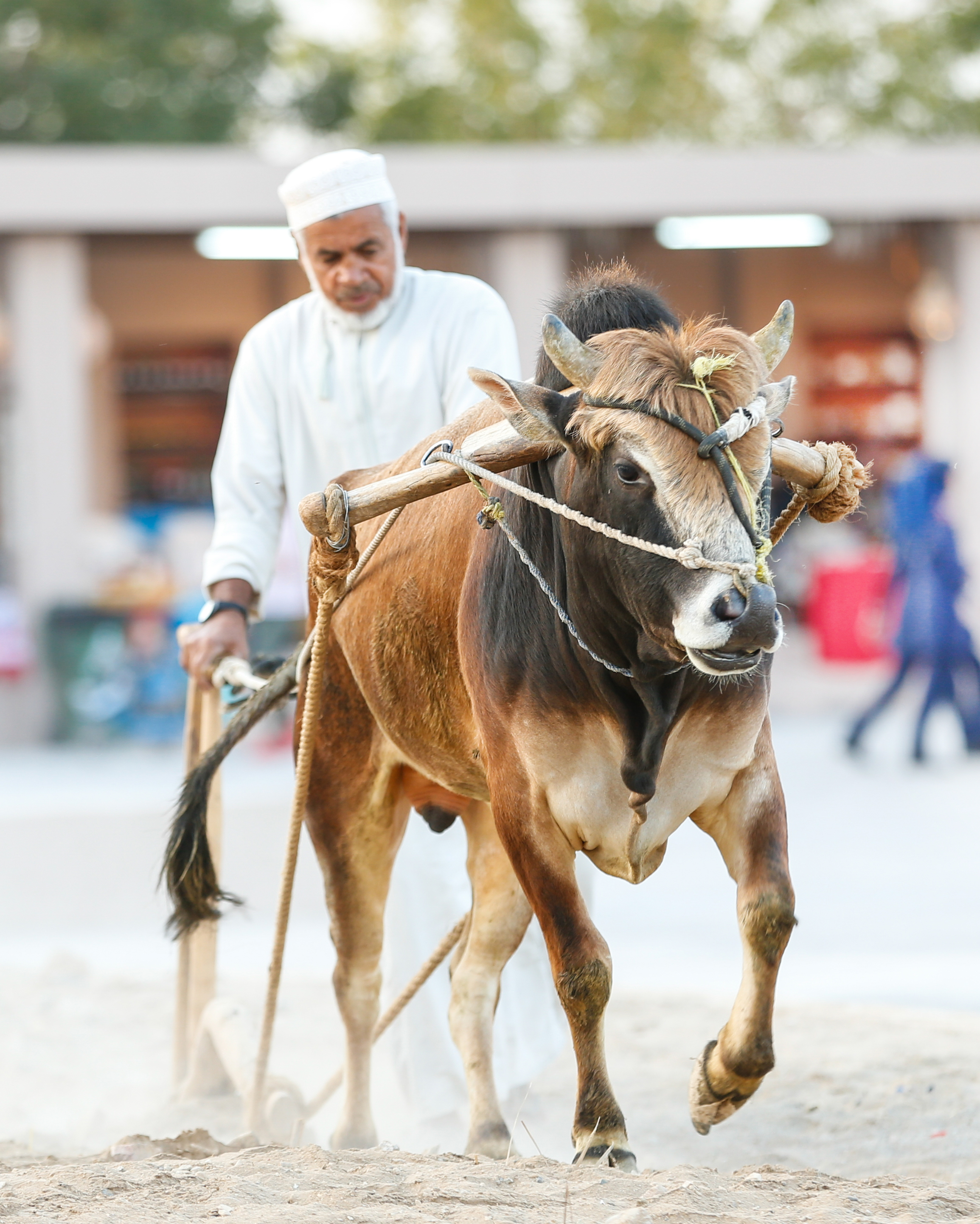 الهيّاسة.. حراثة

على وقع أغنية